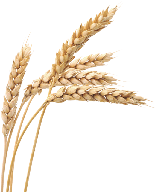 Agrifeed
